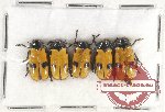 Scientific lot no. 403 Chrysdomelidae (5 pcs)