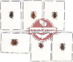 Scientific lot no. 405 Chrysomelidae (Lema spp.) (7 pcs A, A-, A2)