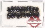 Scientific lot no. 399 Chrysomelidae (20 pcs)