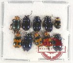 Scientific lot no. 402 Chrysomelidae (10 pcs)