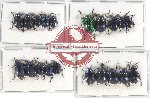 Scientific lot no. 404 Chrysomelidae (20 pcs)