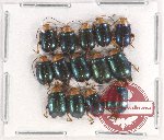 Scientific lot no. 400 Chrysomelidae (14 pcs)