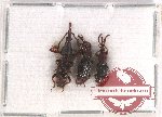 Scientific lot no. 82 Brenthidae (3 pcs)