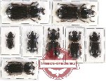 Scientific lot no. 102 Passalidae (8 pcs)