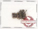 Scientific lot no. 95 Anthribidae (5 pcs)