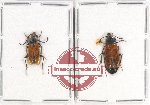 Scientific lot no. 65 Meloidae (2 pcs)