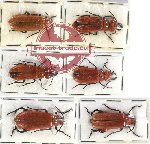 Scientific lot no. 61 Meloidae (6 pcs)