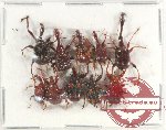 Scientific lot no. 69 Attelabidae (10 pcs)