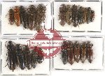 Scientific lot no. 125 Elateridae (22 pcs)