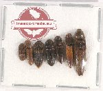 Scientific lot no. 117 Elateridae (7 pcs)