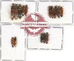 Scientific lot no. 129A Elateridae (15 pcs)