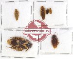 Scientific lot no. 59 Blattodea (6 pcs)