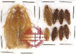 Scientific lot no. 62 Blattodea (9 pcs)