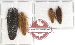 Scientific lot no. 51 Blattodea (4 pcs)