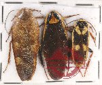 Scientific lot no. 61 Blattodea (3 pcs)