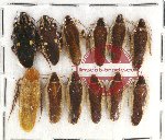 Scientific lot no. 57 Blattodea (12 pcs)