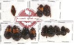 Scientific lot no. 60 Blattodea (12 pcs)