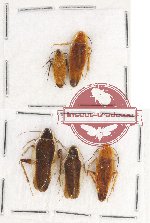 Scientific lot no. 50 Blattodea (5 pcs)