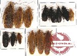 Scientific lot no. 47 Blattodea (14 pcs A, A-, A2)