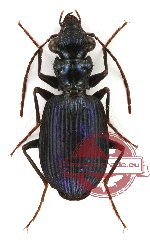 Pericalus (s.str.) cicindeloides MacLeay, 1825 (A2)