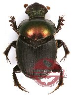 Onthophagus sp. 16 (10 pcs)