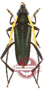 Psephenia moultoni