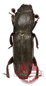 Nitidulidae sp. 3 (10 pcs)