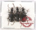 Scientific lot no. 500 Carabidae (3 pcs)