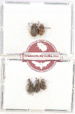 Scientific lot no. 97 Anthribidae (5 pcs)