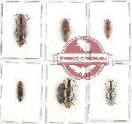 Scientific lot no. 114 Elateridae (7 pcs)