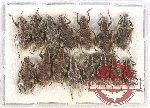 Scientific lot no. 464 Curculionidae (15 pcs)