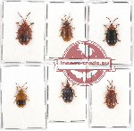 Scientific lot no. 397 Chrysomelidae (Hispodonta spp.) (6 pcs)