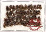 Scientific lot no. 587 Coprophaga (50 pcs)