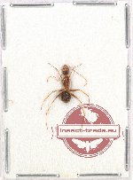 Formicidae sp. 77