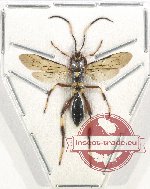 Hymenoptera sp. 115