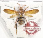 Polistes sp. 9