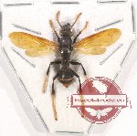 Polistes sp. 11