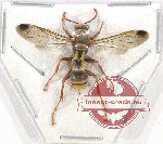 Hymenoptera sp. 113