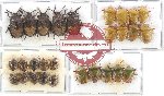 Scientific lot no. 876 Heteroptera (28 pcs)