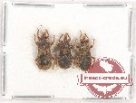 Scientific lot no. 881 Heteroptera (3 pcs)