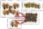 Scientific lot no. 879 Heteroptera (33 pcs A, A-, A2)