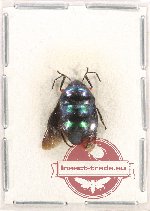 Scutellarinae sp. 51 (A2)