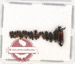 Scientific lot no. 107 Elateridae (16 pcs)