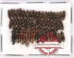 Scientific lot no. 103 Elateridae (50 pcs)