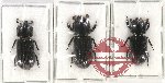 Scientific lot no. 113 Passalidae (3 pcs)