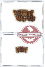 Scientific lot no. 150 Scolytidae (30 pcs)