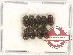 Scientific lot no. 153 Scolytidae (9 pcs)