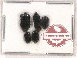 Scientific lot no. 87 Histeridae (5 pcs)