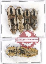 Scientific lot no. 112 Elateridae (5 pcs)