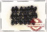 Scientific lot no. 396 Chrysomelidae (20 pcs)